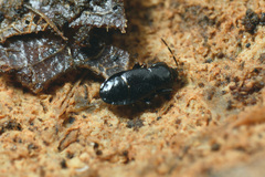 Plinthisus longicollis