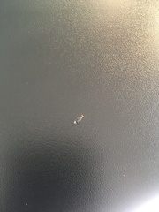 Chaetopsis quadrifasciata