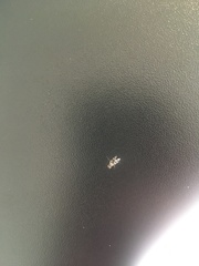 Chaetopsis quadrifasciata