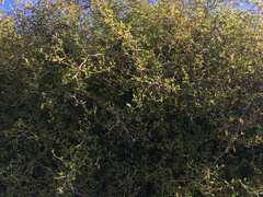 Sophora prostrata