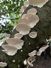 Trametes