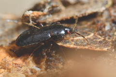 Plinthisus longicollis