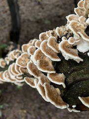 Trametes