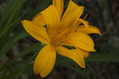 Hemerocallis middendorffii