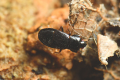 Plinthisus longicollis