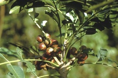 Cabralea canjerana