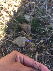 Stemodia durantifolia