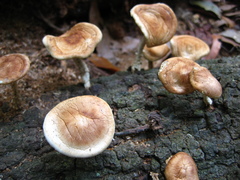 Lentinula raphanica