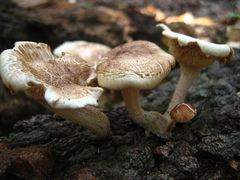 Lentinula raphanica