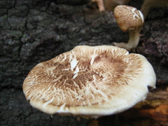Lentinula raphanica