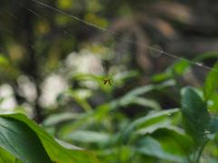 Argyrodes miniaceus