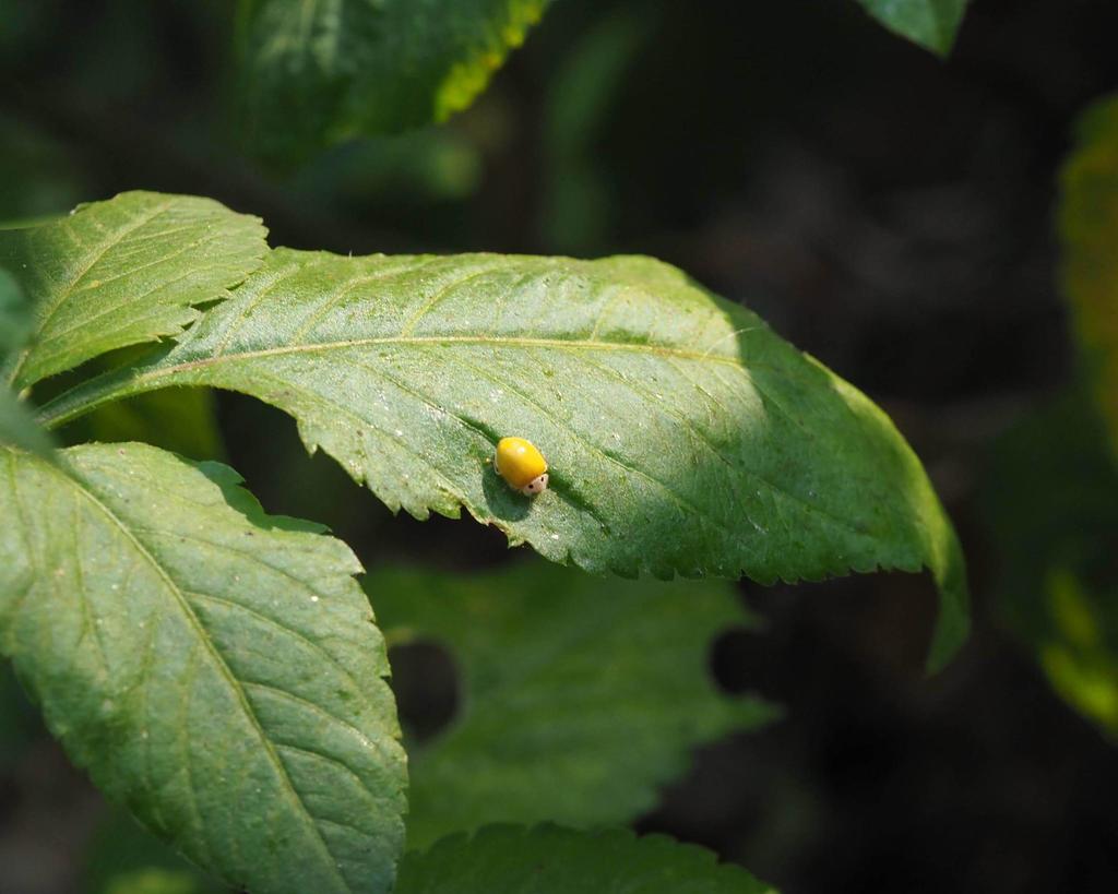 Yellow Ladybird Beetle from Yulin, Taiwan, Taiwan on February 04, 2021