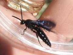 Scolia mexicana