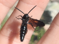 Scolia mexicana
