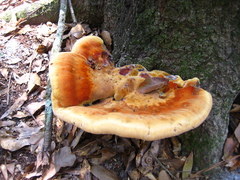 Inonotus quercustris