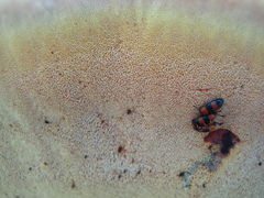 Inonotus quercustris