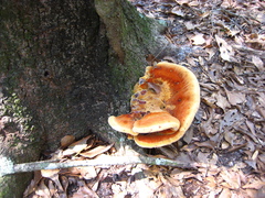 Inonotus quercustris