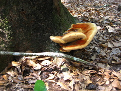 Inonotus quercustris