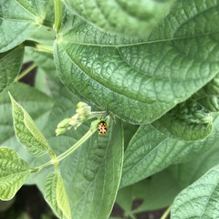 Hippodamia variegata