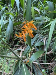 Crocosmia aurea aurea