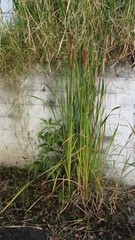 Typha domingensis