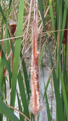 Typha domingensis