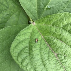 Eriopis chilensis