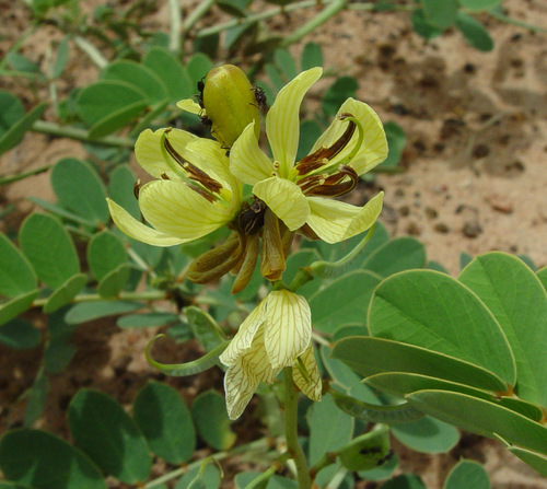 Eland's Pea
