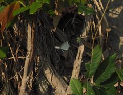 Leptosia nina niobe