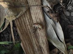 Cryptotympana atrata