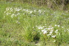 Zephyranthes atamasco