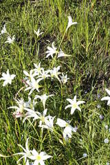 Zephyranthes atamasco