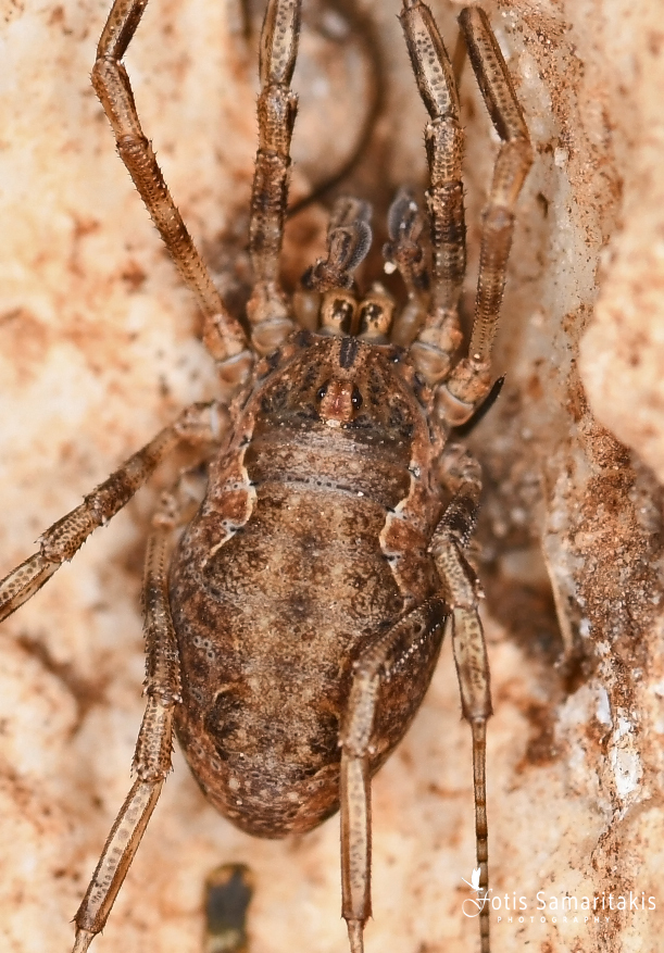 Graecophalangium