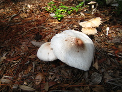 Leucoagaricus americanus image