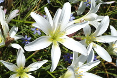 Zephyranthes atamasco