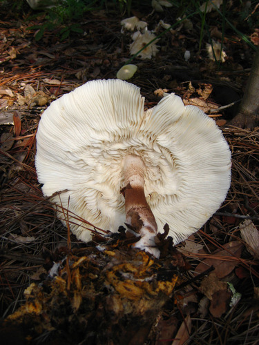 Leucoagaricus americanus image