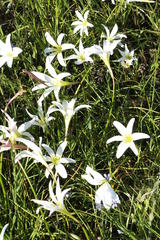 Zephyranthes atamasco
