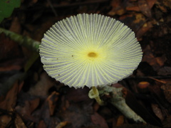 Leucocoprinus fragilissimus image
