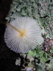 Leucocoprinus fragilissimus image