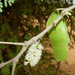 Acacia laeta