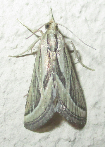 Loryma sentiusalis