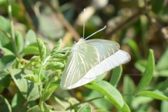 Appias