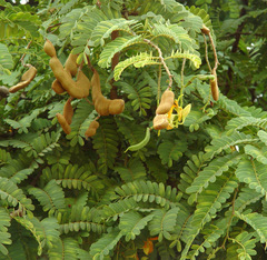 Tamarindus indica image