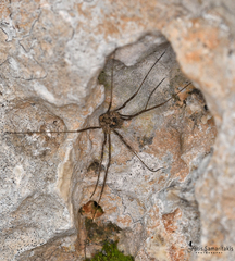 Rafalskia cretica