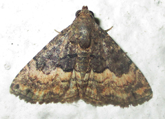 Eublemma nigrivitta