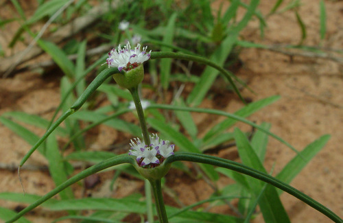 Spermacoce filifolia