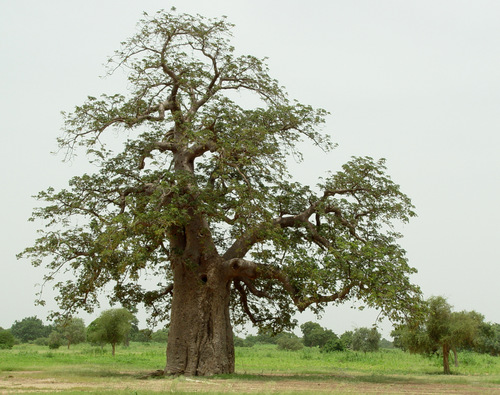 African baobab