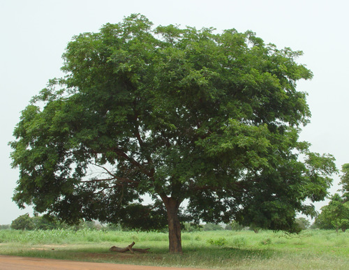 African locust bean