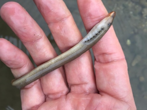 Po brook lamprey (Lethenteron zanandreai) — Petromyzontidae — 2