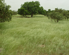 Loudetia togoensis
